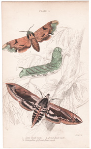 Plate 4

Lime Hawk-moth
Privet Hawk-moth
Caterpillar of Privet Hawk-moth 